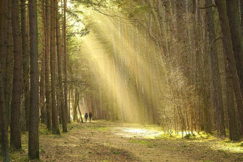 Morning Walk